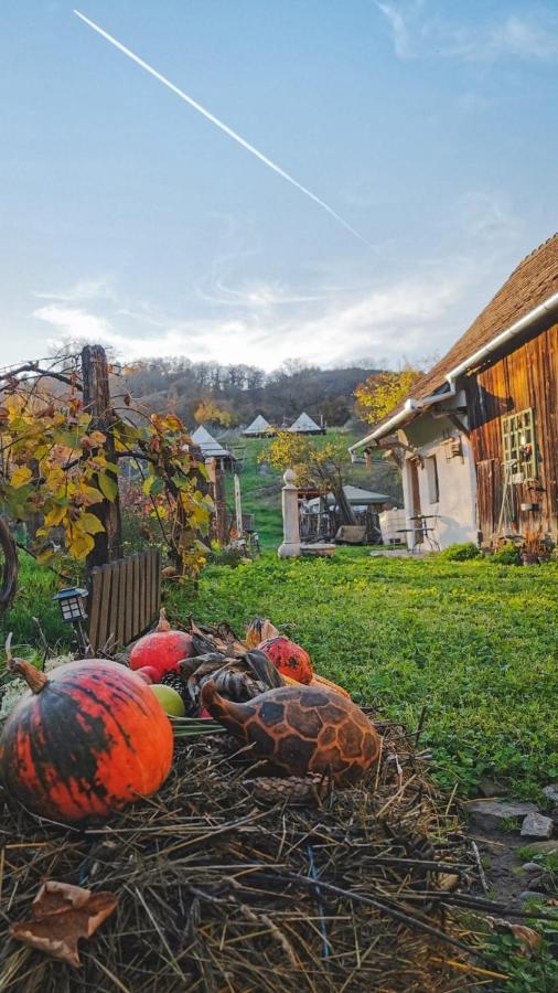 Saschiz 130/Lodging And Glamping Exteriör bild